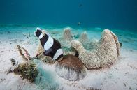 Der blaue Planet – Zur Eiablage brauchen Anemonenfische festen Untergrund. Kokosnussschalen zum Beispiel, die sie mit großem Kraftaufwand in die Nähe ihrer Gastanemone bugsieren.