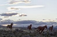 Magische Anden – Domestizierte Wildpferde in der Andenlandschaft im argentinischen Calafate.