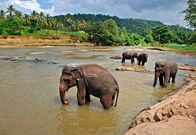 Elstners Reisen – Elefanten im Fluss vor Pinnawela.