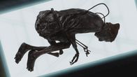 Strangest Things – Fr, 25.09., 02:05 Uhr