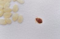 Tierische Eroberer – A close up of a bed bug crawling toward a cluster of rice grain, for size reference. An adult bed bug is about 1/5 inch long, oval and brown, except for after sucking blood then they usually turn dark red. Bed bugs need blood to live and reproduce but can live for over a year without feeding from any host.