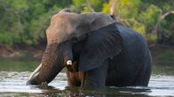 Die Elefanten der Victoriafälle – Elefanten sind auf das lebensspendende Wasser des Sambesi angewiesen. Die Stadt Victoria Falls wurde jedoch mitten auf einer alten Wanderroute von Elefanten errichtet, sodass die Tiere immer wieder nahe der Stadt auftauchen und Menschen gefährden.