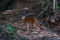 Unser grüner Planet – Viele Wildtiere wie Pumas sind zurückgekehrt, nachdem auf einer ehemaligen Farm in Brasilien wieder Wald wachsen durfte.