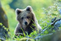 Expeditionen: Die Rückkehr der Bären – Junger Braunbär in Slowenien