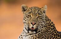Clans der Raubtiere – Hosana, young male leopards at sunset. (Wild Earth TV/Louise Pavid)
