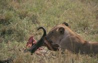 Waffen der Tiere – Löwinnen jagen im Rudel. Jedes Tier hat dabei eine bestimmte Funktion. Nach dem Beutezug wird geteilt.