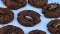 Insekten essen – Zikaden sind wegen ihres dünnen Exoskeletts, das voll mit saftigem Fleisch ist, besonders beliebt und werden in unterschiedlichen Gerichten verwendet.
