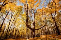 Unser grüner Planet – Aufgrund großer Temperaturschwankungen im Laufe des Jahres müssen Laubbäume vor der kalten Jahreszeit ihre Blätter abwerfen.