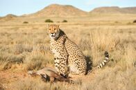 Animal Fight Club – Gepard.