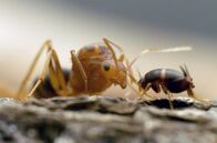 Insekten - Die Meister der Anpassung – Schätzungsweise 20 Billiarden Ameisen leben auf unserem Planeten.