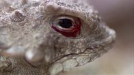 Tierische Freaks – Königliche Horneidechse