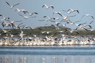 GEO Reportage – Im rumänischen Donaudelta lebt die größte Pelikankolonie Europas. Durch die Ausweisung von Schutzgebieten hat sich ihre Zahl in den letzten Jahren noch einmal erhöht.
