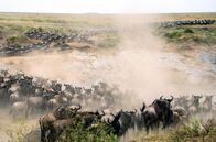 Masai Mara - Geburt im Paradies – Bekannt ist die Masai Mara für die Gnuwanderung – besonders für die brutale Flussdurchquerung, die zu einer Fressorgie für Krokodile wird. Allerdings macht diese nur einen Bruchteil des Jahres aus.