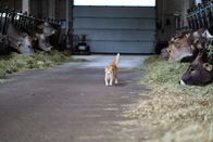 Heimatleuchten – Katze im Kuhstall auf dem Wölfl-Hof