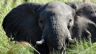 Unentdecktes Nordnamibia – Elefant in Botswana.