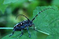 Netz Natur – Baumschreck: Asiatische Laubholzbockkäfer , die als Larven in Holzpaletten versteckt eingeschleppt wurden, bedrohen Bäume in Parks und Alleen. Doch ihre Ausrottung erfordert drastische Massnahmen