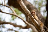 Wilde Tierbabys – Das junge Makakenäffchen entspannt sich gemütlich im Baum