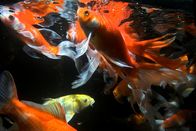 Tierische Freaks – Koi fish