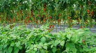 Hoagascht – Chili und Tomaten im Glashaus am Biogemüsehof Voggeneder von Manuel und Birgit Stockinger