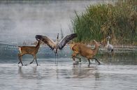 Das geheime Leben der Rothirsche – Rothirsch (Cervus elaphus), Weibchen mit Jungtier scheut vor Kranichen