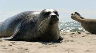 Wilde Ostsee – Die Ostsee ist das jüngste Meer der Erde und erst nach der letzten Eiszeit entstanden. Es scheint so vertraut, bietet aber viele Überraschungen. Wind und Wellen formen bis heute die Ufer der Ostsee. Die erste Folge führt von Dänemarks Nordspitze, über die Halbinsel Darß und die Kurische Nehrung bis zu den endlosen Stränden Lettlands. - Foto: Seehund.