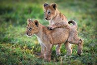 Planet Erde II – Zwei kleine Löwenbabys, zehn Wochen alt, im Okavango Delta. Sie müssen ihrer Mutter ins Wasser folgen, denn wenn das Grasland überflutet ist, müssen die Kleinen dort jagen lernen.