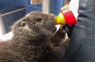 360° Reportage: Die Rückkehr der Fischotter – Junger Fischotter trinkt: Otterbabys brauchen speziellen Milch, wenn sie als Jungtiere vom Menschen aufgezogen werden.