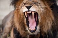 Animal Fight Club – Busanga Swamps, Zambia: Close up of male lion. A male lion is a necessary piece of a lion pride. Without a dominant male, an existing pride of lions may become threatened by invaders.