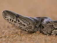Python-Invasion – Landscape close-up shot of African Rock Python. Typically associated with grassland and savannah habitat, the African Rock Python wanders not too far from water (rivers, streams, marshes), sometimes entering the edges of forests.