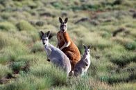 Expeditionen: Helden der Evolution – Family of kangaroos in South Australia;
