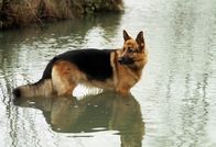 Kommissar Rex – Rex.