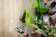 SRF bi de Lüt: Echte Tierhelden – Verein AquaTerra-Herz: Madagaskar Taggecko namens Neon