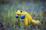 Indien - Wo Frösche Hochzeit halten – Der Indische Ochsenfrosch: Während der Paarungszeit präsentieren sich die Männchen in einem intensiven Gelb, ihre Schallblasen färben sich blau.