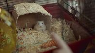 Saïd und Anna – Ein Hamster braucht ständig Bewegung!