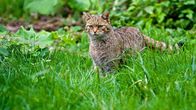 Der Harz – Wildkatzen haben im Harz überlebt und breiten sich von hier langsam wieder aus.