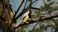 Bronx Zoo - Tierpark der Superlative – Sifaka on exhibit.