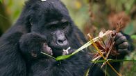 Wilde Tierbabys – Das acht Wochen alte Baby-Berggorilla Nyakabara wird von ihrer Mutter festgehalten, als sie im Bwindi Impenetrable National Park, Uganda, auf Nahrungssuche geht. Sie ist eines von nur 50 Berggorilla-Babys auf der Welt.