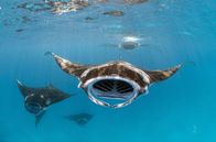 Wilde Trauminseln – Die großen Mäuler der Mantarochen sind perfekt, um Plankton aus dem Indischen Ozean zu filtern.