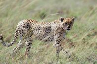 Naturparadiese am Äquator – Ostafrikanische Geparde jagen in der kenianischen SavanneOstafrikanische Geparde jagen in der kenianischen Savanne