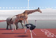 Athleticus – Die Tiere beim 100-Meter-Lauf