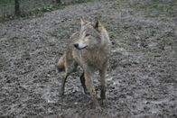 Die Evolution der Hunde – A wolf participant in the comparative study of canine social cognition in Budapest, Hungary.