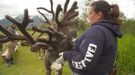 Alaskas Wildtier-Retter – Animal Keeper Kim Holdsworth feeds Chuckles the Reindeer at the Alaska Wildlife Conservation Center. (National Geographic)