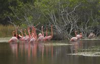 Wilde Inseln – Der Kuba-Flamingo ist seinem Partner ein Leben lang treu.