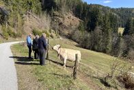 Servus Reportage – Kühe füttern beim Granitzerhof