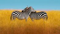 Planet der Liebe – Während der Paarungszeit müssen Zebras ihre Reviere in der Serengeti verteidigen.