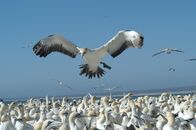 Afrikas tödlichste Jäger – SÜDAFRIKA- Kap-Tölpel landen in der Lambert's Bay.