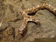 Tierische Freaks – Closeup of Thelma and Louise two-headed snake