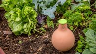 Rasch durch den Garten – Rasch durch den Garten (2021)
