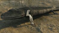 Die glorreichen 10 – Ein Hoch auf die Zehn in der Urgeschichte: Bereits bei Tiktaalik, dem vermutlich ersten Landgänger der Welt, können wir die Grundzüge unseres Handaufbaus erkennen.