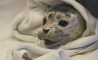 Alaskas Wildtier-Retter – Die gerettete Hafenrobbe Boulder Baby wird von Mitarbeitern des Alaska SeaLife Center während einer Routineuntersuchung gehalten. (National Geographic/Symbio Studios)